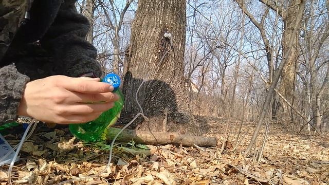 Сбор кленового сока.Как собирать кленовый сок.Сборка кленового сока правильно. смотреть онлайн