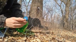 Сбор кленового сока.Как собирать кленовый сок.Сборка кленового сока правильно.