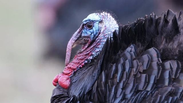 Американский индюк смотреть онлайн