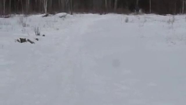 Пензенцы осваивают новый вид спорта - езду на собачьих упряжках смотреть онлайн