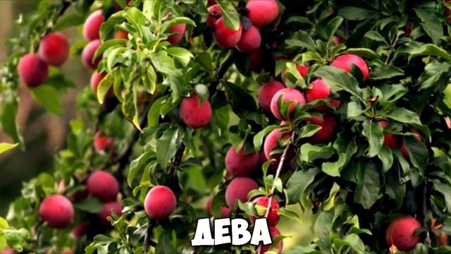 КАКОЕ ВЫ ДЕРЕВО ПО ЗНАКУ ЗОДИАКА смотреть онлайн