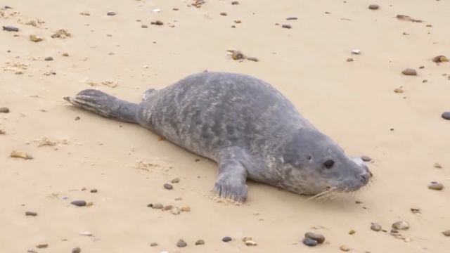 "Домашние животные" : "На защите дикой природы Британии" смотреть онлайн