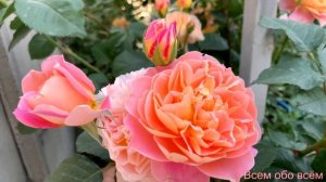 Роза Импрессионист ( Rose Impressionist ) США плетистая г. Киев 11.06.2022 г.