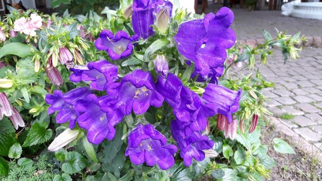 ЦВЕТЫ СХОДЯТ С УМА ОТ ЭТОЙ ПОДКОРМКИ! ПЫШНОЕ ЦВЕТЕНИЕ , ЗДОРОВЫЙ ВИД ДОМАШНИХ РАСТЕНИЙ смотреть онлайн