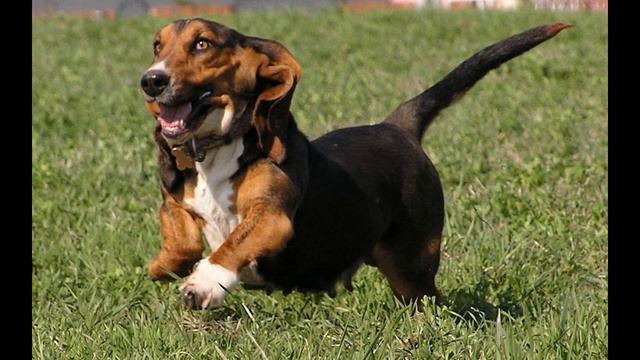 Бассет-хаунд. Basset Hound.