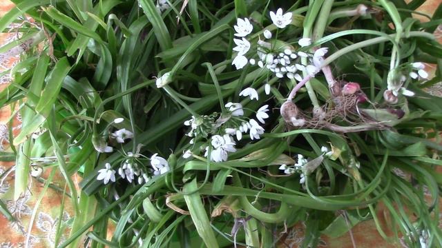 Plantes comestibles - Épisode 20 | Ail blanc de naples (Allium neapolitanum) смотреть онлайн