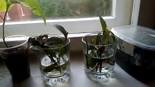 Черенкование Спиреи смотреть онлайн