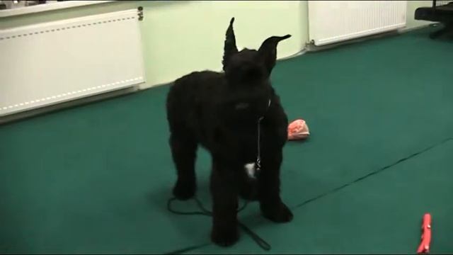 ТИТАН смотреть онлайн