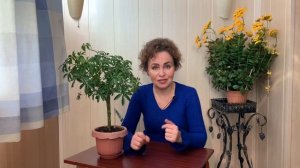 ШЕФЛЕРА Уход в домашних условиях