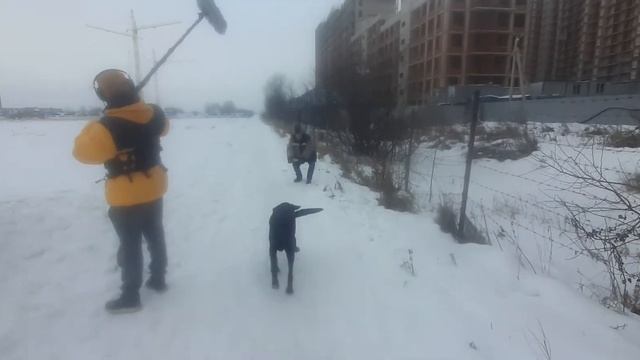 Закон Стоимости съёмки фильма СПбГИКиТ ПитерКит Piterkit igikit жилбылпёс Лабрадор Рей мояжизнькино смотреть онлайн