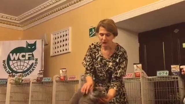 Выставка кошек. Британский кот. Питомник House Arletta British смотреть онлайн