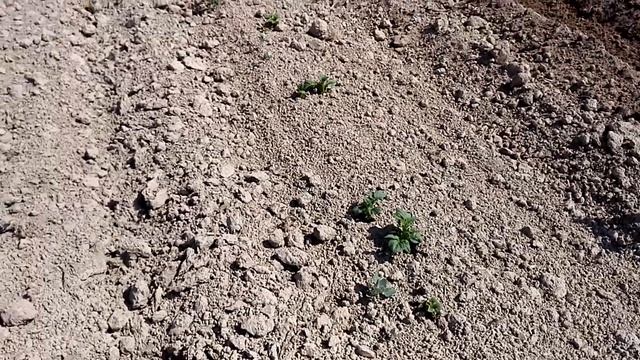 Окучивание маленькой картошки смотреть онлайн