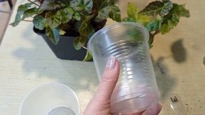 Шардоне. Обзор, укоренение бегонии шардоне. 27.12.2022.