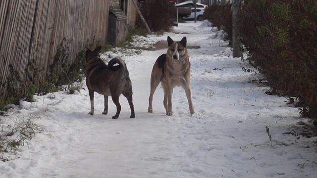 Архангельский Хатико - пёс Гаврюша смотреть онлайн