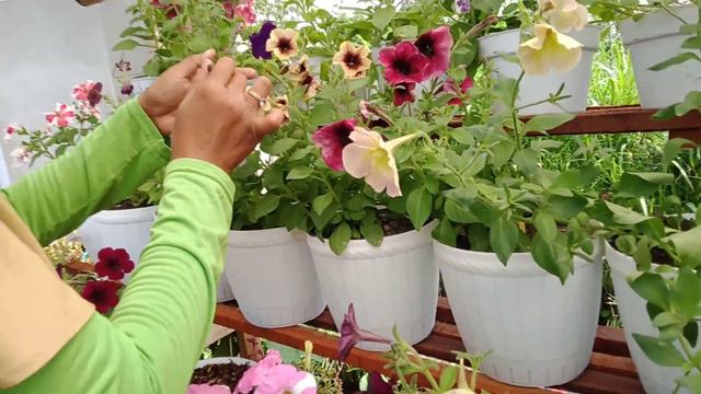 menyilangkan bunga petunia l penyerbukan petunia l agar benih tidak zonk смотреть онлайн