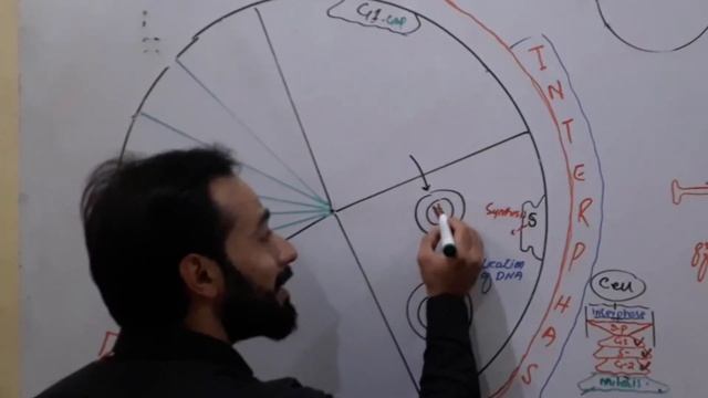 Interphase | Phases of Interphase | G1, S, G2, Phases | What changes occur in cell During interphse смотреть онлайн