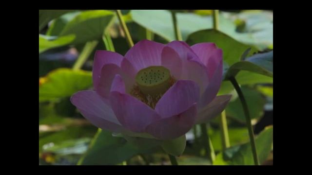 The 5 Elements ~ A Feng Shui Perspective смотреть онлайн