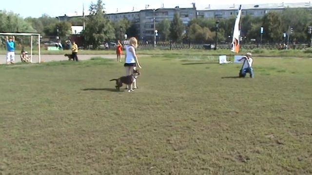 Фристайл саффорда / Staffordshire Terrier Freestyle смотреть онлайн