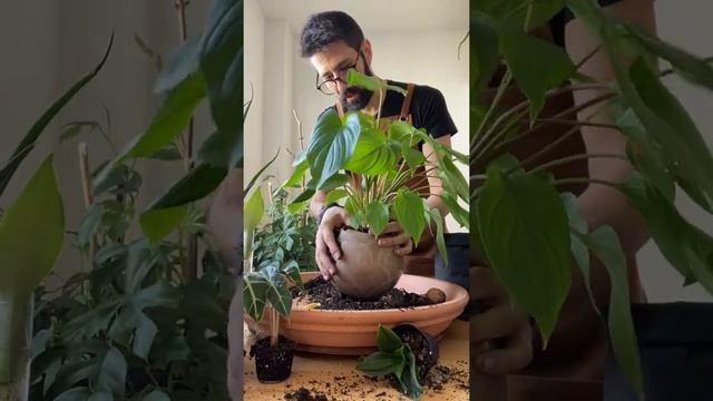 Planting Up A Homalomena