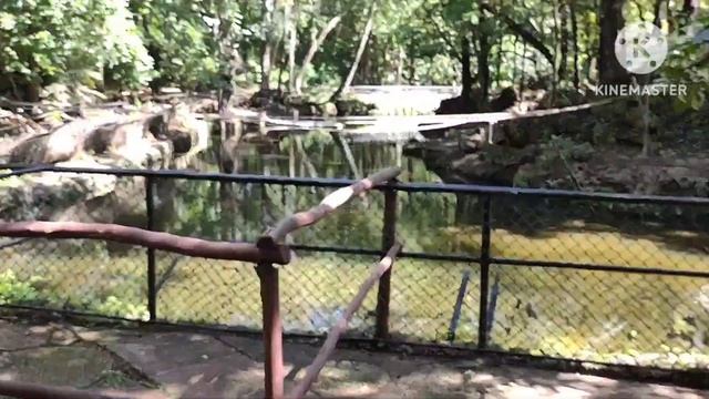 Прогулка в парке #Момбаса #mombasa #кения #kenya смотреть онлайн