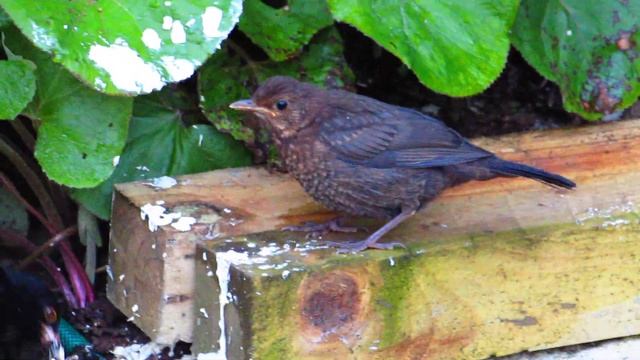 Blackbird feeding its fledgling смотреть онлайн