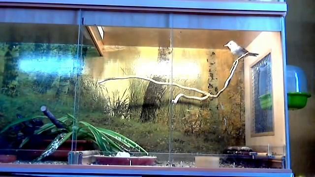 Варакушка & Славка серая.mp4 смотреть онлайн