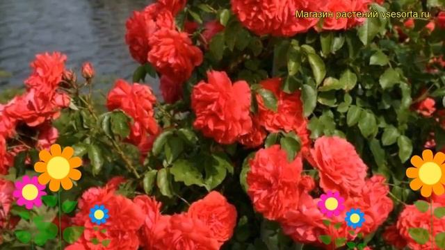 Роза парковая Уетерсенс Розенконигин. Краткий обзор, описание характеристик Uetersens Rosenkonigin смотреть онлайн