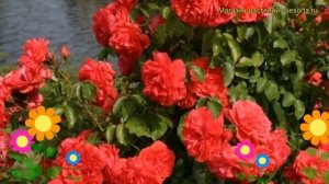 Роза парковая Уетерсенс Розенконигин. Краткий обзор, описание характеристик Uetersens Rosenkonigin