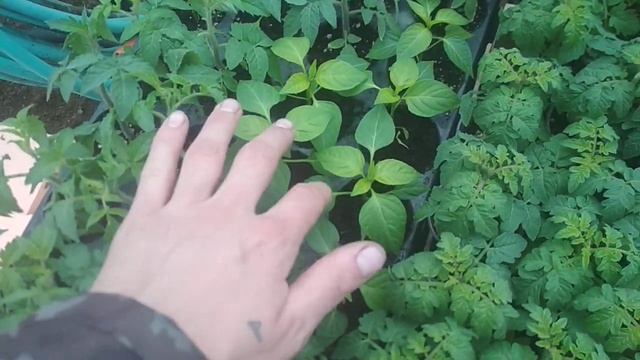 Желтеют листья перца ? Решение есть ! смотреть онлайн