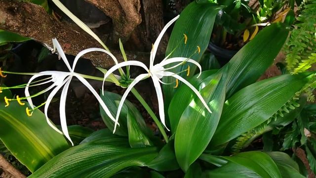 Planta Lírio Aranha(Hymenocallis Littoralis) Com Lindas Flores E Como Cultivar.