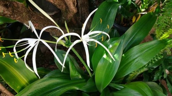 Planta lírio aranha(Hymenocallis Littoralis) com lindas flores e como cultivar.