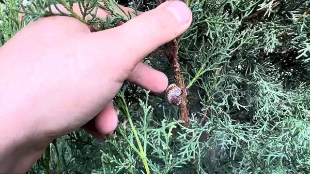 Внимание! Это не вредитель!