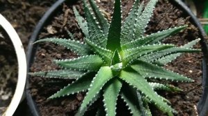 хавортия полосатая пересадка в новый грунт в конце января