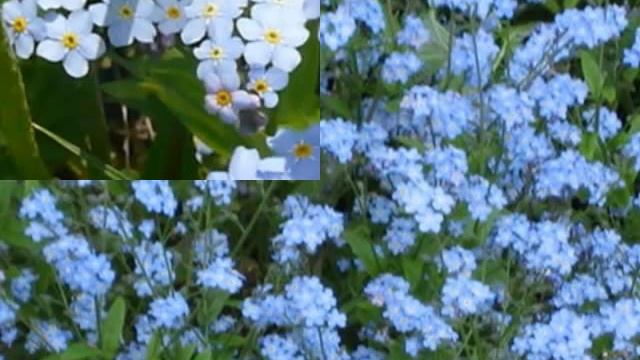 Цветок незабудка. смотреть онлайн