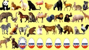 Мультик для малышей про животных. Дикие и домашние животные в киндер сюрпризах