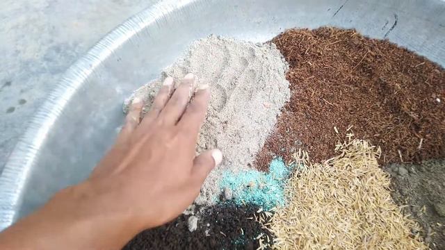 नर्सरी से लाने के बाद Aglaonema को इस मिट्टी में लगाए, पौधा कभी नहीं मरेगा | How To Repot Aglaonema