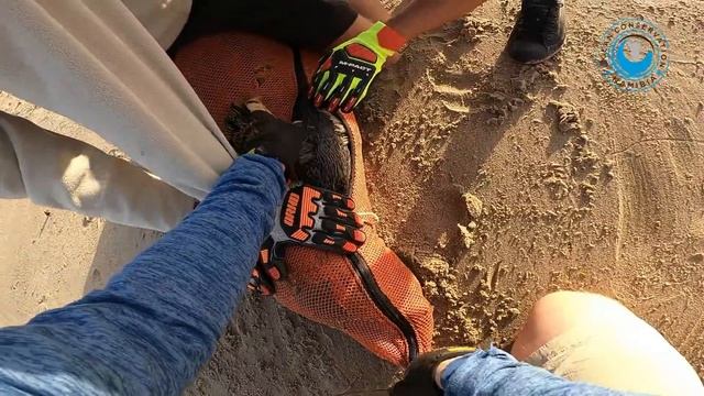 Big Seal RESCUED from 45 strands of fishing line смотреть онлайн