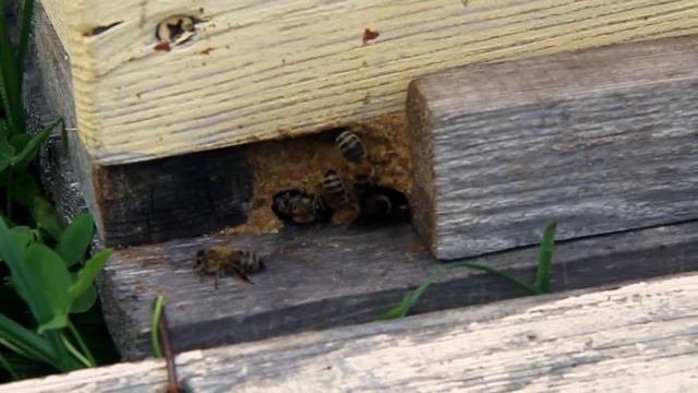 Маленький отводок защищается от ветра и холода. смотреть онлайн