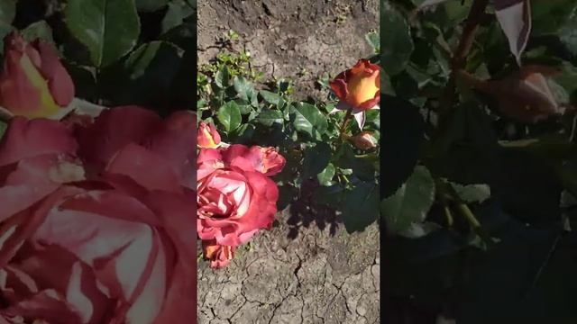 КОФЕ БРЕЙК (Coffee Break), Tantau Германия, 2008 г. Срезочные (Florists Rose)