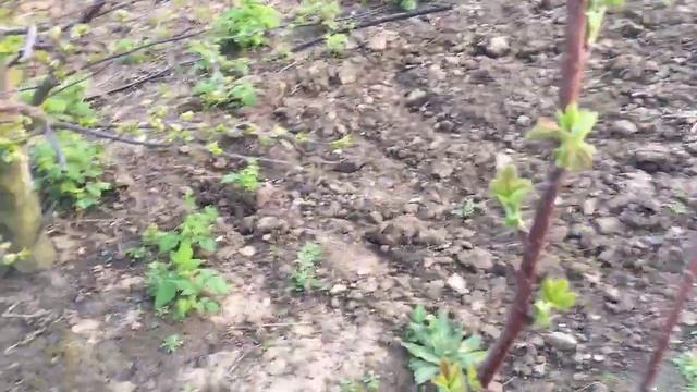 БИЗНЕС НА МАЛИНЕ НА 10 СОТКАХ || КАПЕЛЬНЫЙ ПОЛИВ СВОИМИ РУКАМИ #малина #выращивание #посадка смотреть онлайн