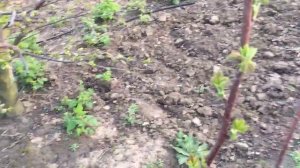 БИЗНЕС НА МАЛИНЕ НА 10 СОТКАХ || КАПЕЛЬНЫЙ ПОЛИВ СВОИМИ РУКАМИ  #малина #выращивание #посадка