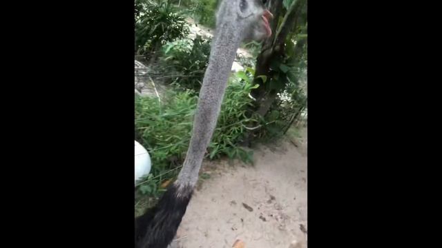 Катание на страусе смотреть онлайн