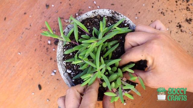 Planting Othonna Capensis 