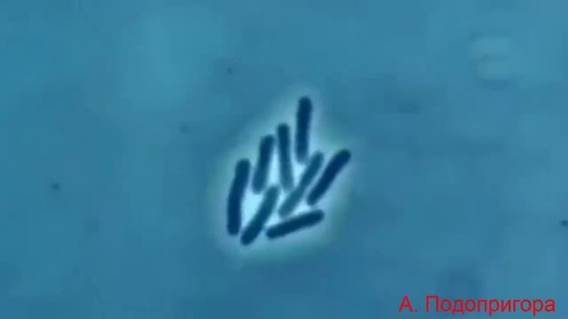 Бактерии | Биология