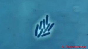 Бактерии | Биология