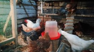 Лечение поноса у куриц!!!