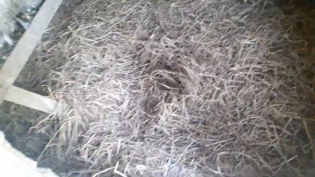 Адлермен кучин балапандарым тағы дакандар алып келдім смотреть онлайн