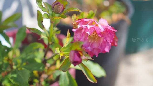 《３月上旬の庭》バラに合う一年草の植え付け＊クリスマスローズコレクション15/40《T's Gardenのガーデニング》 смотреть онлайн