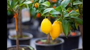 Как пересадить и размножить лимон: пошаговая инструкция