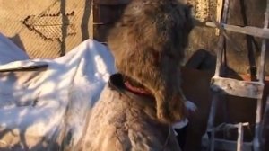 Таймыр как они выживают?